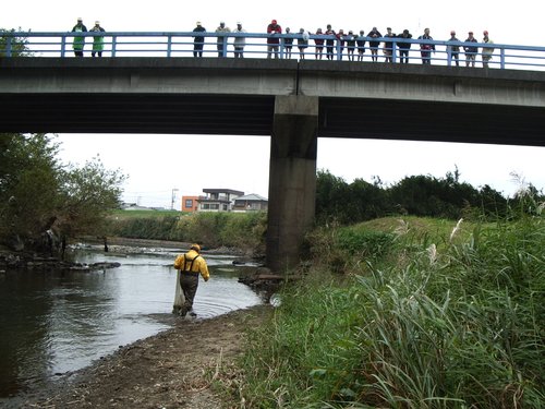 橋の上の２０人程の大人と子どもが、投網を手に川中を歩くスタッフに注目
